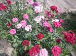 Фото Садовые Цветы Гвоздика турецкая (Dianthus barbatus), розовый