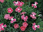 foto Tuin Bloemen Dianthus Perrenial (Dianthus x allwoodii, Dianthus  hybrida, Dianthus  knappii), rood
