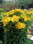 Foto Sonnenbraut, Helens Blume, Thun Daisy (Helenium autumnale), gelb