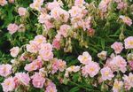 სურათი ბაღის ყვავილები როკ გაიზარდა (Helianthemum), ვარდისფერი