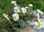 Foto Dārza Ziedi Rock Rose (Helianthemum), balts