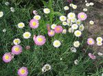 fotografie Záhradné kvety Papier Sedmokráska, Sunray (Helipterum), biely