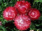 fotografie Záhradné kvety Papier Sedmokráska, Sunray (Helipterum), červená