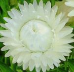 fénykép Kerti Virágok Strawflowers, Papír Daisy (Helichrysum bracteatum), fehér