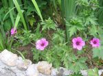 foto I fiori da giardino Geranio Hardy, Geranio Selvatico (Geranium), rosa