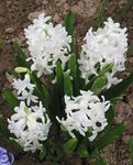 foto Flores do Jardim Jacinto Holandês (Hyacinthus), branco
