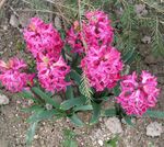 Fil Trädgårdsblommor Holländsk Hyacint (Hyacinthus), rosa