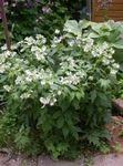 fotografie Zahradní květiny Virginia Waterleaf (Hydrophyllum virginianum), bílá