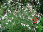 Photo bláthanna gairdín Bowmans Fréimhe,  (Gillenia trifoliata), bán