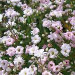 Nuotrauka Sodo Gėlės Gypsophila (Gypsophila paniculata), rožinis