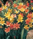 fotografie Zahradní květiny Mys Tulipán (Homeria collina, Moraea collina), oranžový