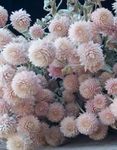 снимка Градински цветове Глобус Амарант (Gomphrena globosa), розов