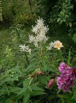 Obrie Fleeceflower, Biela Fleece Kvet, Biely Drak