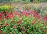 φωτογραφία Λουλούδια κήπου Βουνό Fleece (Polygonum amplexicaule, Persicaria amplexicaulis), κόκκινος