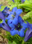 Bilde Hage blomster Gentian, Vier Gentian (Gentiana), blå