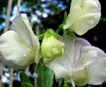 fénykép Kerti Virágok Cukorborsó (Lathyrus odoratus), fehér