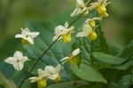 სურათი ბაღის ყვავილები Longspur Epimedium, Barrenwort , ყვითელი