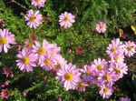 fotografie Zahradní květiny Dendranthema , růžový