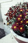 Photo les fleurs du jardin Dendranthema , vineux