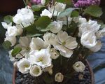 Foto Flores de jardín Twinleaf (Jeffersonia dubia), blanco