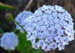 fotografie Zahradní květiny Modrá Krajka Květ, Rottnest Island Sedmikráska (Didiscus), světle modrá