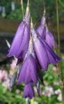 Foto Flores de jardín Angel Caña De Pescar, Vara De Hadas, Wandflower (Dierama), púrpura