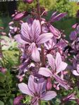 снимка Градински цветове Газ Растение, Горящ Храст (Dictamnus), люляк
