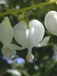 Photo les fleurs du jardin Bleeding Heart, Dicentra (Dicentra spectabilis), blanc