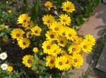 Nuotrauka Sodo Gėlės Cape Medetkų, Afrikos Daisy (Dimorphotheca), geltonas