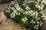 სურათი ბაღის ყვავილები Draba , თეთრი