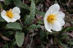 fotografie Záhradné kvety Avens (Dryas), biely