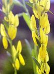 φωτογραφία Λουλούδια κήπου Greenweed Βαφέας Του (Genista tinctoria), κίτρινος