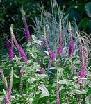 Фото Садовые Цветы Дубровник (Teucrium), фиолетовый