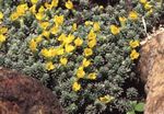 フォト 庭の花 Douglasia、岩山ドワーフ·プリムローズ、vitaliana , 黄