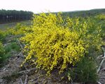Foto Flores de jardín Escoba Negra, Broomtops, Escoba Común, Escoba Europeo, Escoba Irlandés (Sarothamnus scoparius), amarillo