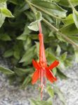 fotografie Gradina Flori Îngustă California Fuchsia, Fuchsia Cărunt, Colibri Trompeta (Zauschneria), portocale