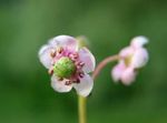 φωτογραφία Λουλούδια κήπου Pipsissewa, Πεύκο Πρίγκιπα, Έδαφος Holly (Chimaphila), ροζ