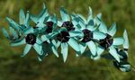 fotografie Záhradné kvety Ixia , modrá