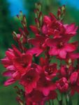 снимка Градински цветове Иксия (Ixia), червен