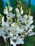 снимка Градински цветове Иксия (Ixia), бял