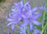 fotografie Zahradní květiny Lily-Of-The-Altaj, Levandule Horské Lily, Sibiřský Lily, Blankytně Modrá Horské Lilie, Tatarská Lilie (Ixiolirion), světle modrá
