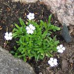fotografie Záhradné kvety Silene (Heliosperma, Silene alpestris), biely