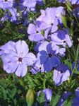 φωτογραφία Λουλούδια κήπου Γλυκά-William Catchfly, Κανένας-Έτσι-Πολύ, Τριαντάφυλλο Του Ουρανού (Silene armeria, Silene coeli-rosa), πασχαλιά