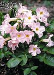 Foto Have Blomster Hårdføre Gloxinia (Incarvillea delavayi), pink