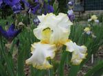 Photo les fleurs du jardin Iris (Iris barbata), jaune
