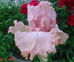 foto Flores do Jardim Íris (Iris barbata), rosa