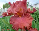 Photo bláthanna gairdín Inteachán (Iris barbata), dearg
