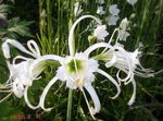 φωτογραφία Λουλούδια κήπου Αράχνη Κρίνος, Ισμήνη, Κρινάκι Της Θάλασσας (Hymenocallis), λευκό