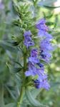 Foto Dārza Ziedi Izops (Hyssopus officinalis), gaiši zils