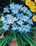 φωτογραφία Λουλούδια κήπου Άνοιξη Starflower (Ipheion), γαλάζιο